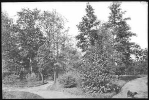 Dresden. Garnisonslazarett - Park bei Pavillon II