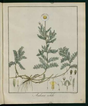 10r, Anthemis nobilis