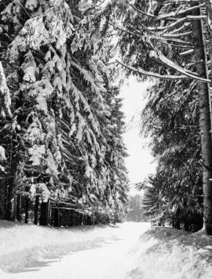 Winter im Hochschwarzwald