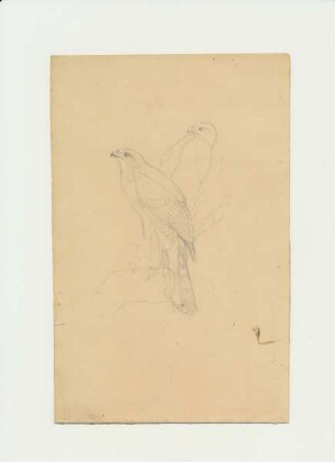 Accipiter