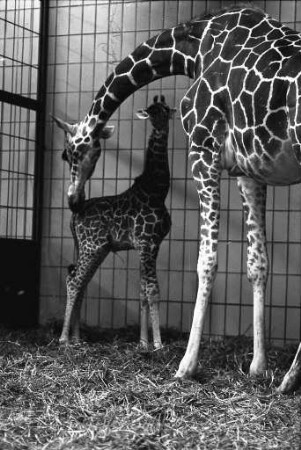Nachwuchs im Giraffenhaus des Karlsruher Zoos
