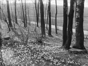 Blühende Bergwiesen um Drebach zur Osterzeit