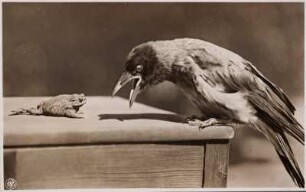 Kröte und Vogel : Kröte und Vogel auf einem Tisch. Bromsilberpapier, braun getont