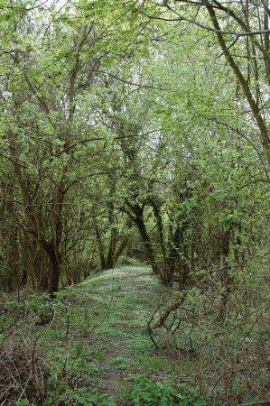 Weg und Brücke über den Kisselbach; Eltville, Schuberg