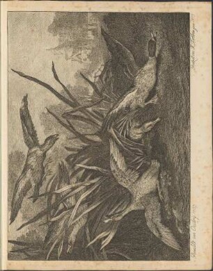 [Jagd auf Enten]