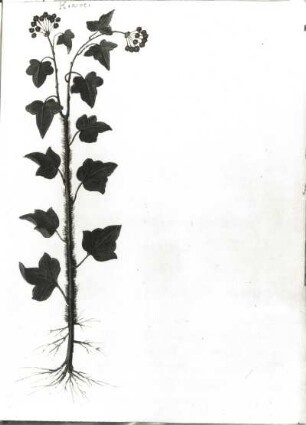 Gemeiner Efeu : Gemeiner Efeu (Hedera helix). Italienische Pflanzenhandschrift