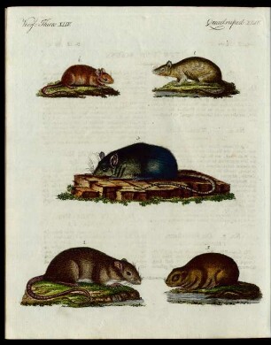 Ratten und Mäuse.