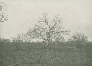 Eine Landschaft mit Blech B. bei Mitrudo an der Karawanenstr.