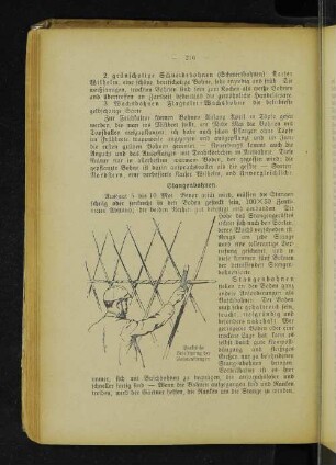Praktische Befestigung der Bohnenstangen.