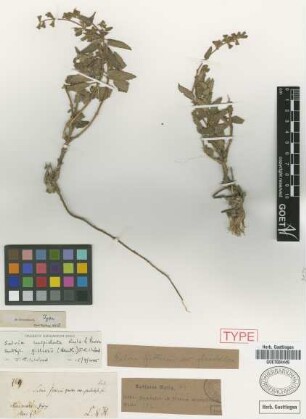 Salvia gilliesii Benth. var. Griseb. glandulosa[isotype]