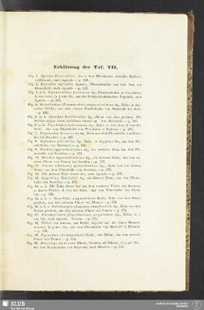 Erklärung der Taf. VII