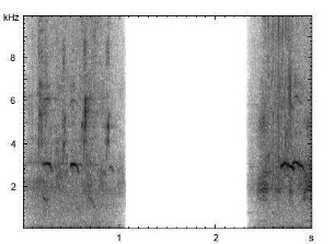 Stockente | Anas platyrhynchos - Pfiff