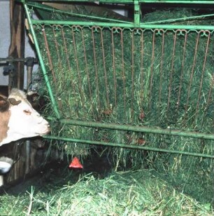 Fotografie: Ladewagen, Futtervorlage
