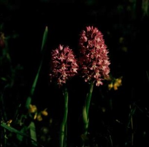 Praisos. Anacamptis pyramidalis: Pyramiden-Orchis oder Hundswurz