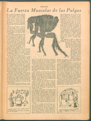 La fuerza muscular de la pulgas