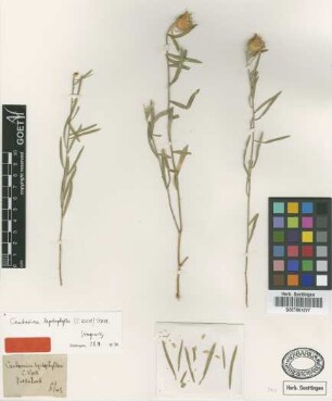 Centaurium leptophyllum K.Koch [type]