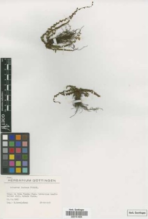 Adiantum incisum Forssk.