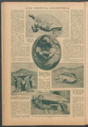 Una tortuga gigantesca