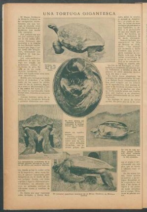 Una tortuga gigantesca