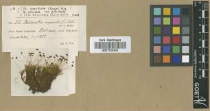 Philonotis uncinata (Schwägr.) Brid. var. gracilenta (Hampe) Dism.