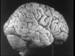 Häute und Oberfläche des menschlichen Gehirns