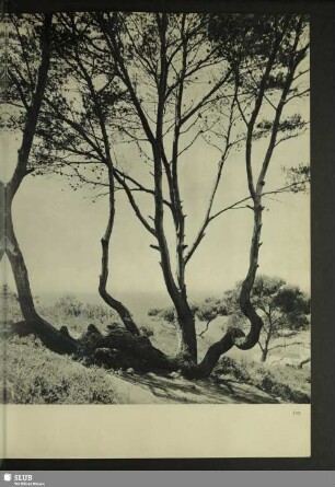 Uferlandschaft