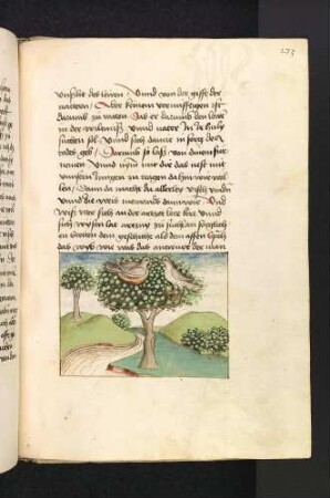 Der Vogel Holgot und seine Frau im Baum; (Kapitel XVI: Von den Vögeln)