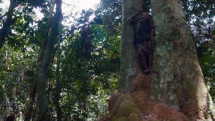 Song from the Forest
