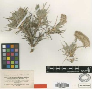 Astragalus campylanthus Boiss. [type]