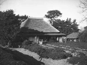 Teeanbau bei einem Bauernhaus bei Shizuoka