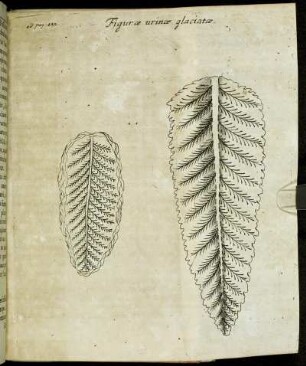 Figuræ urinæ glaciatæ.