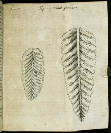 Figuræ urinæ glaciatæ.