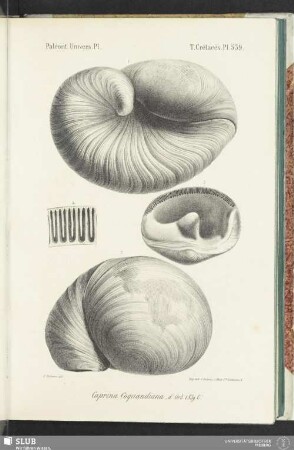 Pl. 539