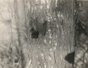 Mopsfledermaus (Barbastella barbastellus Schreb.) an einem Baumstamm