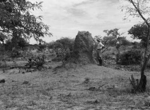 Termitenhügel : Der Geograph Karl Wien (1906-1937) neben einem Termitenhügel