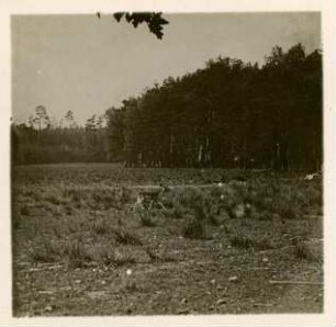 Damhirsch : Wildgehege Moritzburg, trollender Damhirsch (Dama dama).