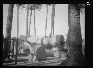 Memphis (Ägypten): Die kolossale Statue Ramses II., in einem kleinen Palmenhain liegend