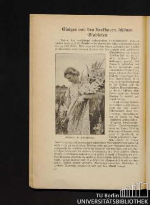 Einiges von den dankbaren, schönen Gladiolen