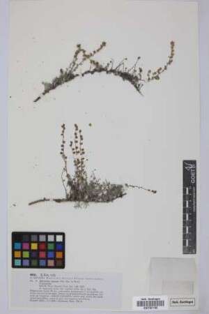 Artemisia reptans C.Sm. ex Link