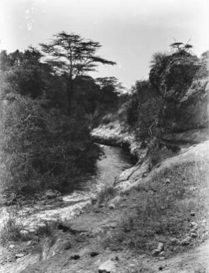 Flusslauf des Engare Nanyuki : Der Flusslauf des Engare Nanyuki tief eingeschnitten in den Fels mit dichter Vegetation am Ufer.