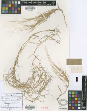 Sporobolus sarmentosus Griseb. [holotype]