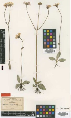 Sabazia subnuda B.L.Rob. & Seaton [type]