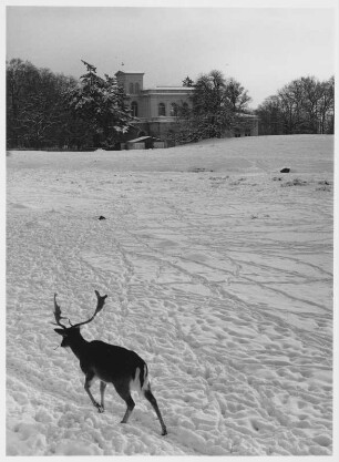 Putbus. Junger Damhirsch im Winter auf einem Feld nahe der Christus-Kirche