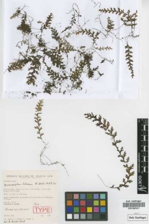 Hymenophyllum latisorum M.Kessler & A.R.Sm. [paratype]