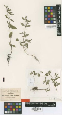Spermacoce pringlei S.Watson [isotype]