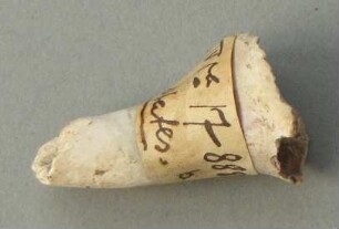 Schneckengehäuse als Schmuck (?)