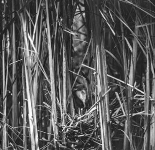 Zwergdommel : Zwergdommelmännchen (Ixobrychus minutus Linnaeus) am Nest.
