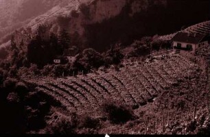 Dorf Tirol: Weinberge