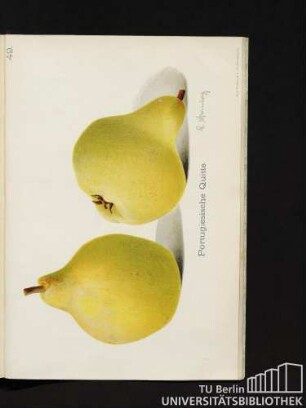 49. Portugiesische Quitte.