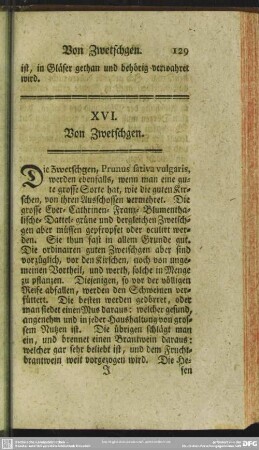 XVI. Von Zwetschgen